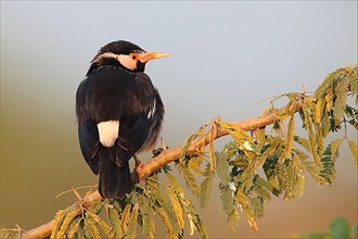 Asian Pied asian pied starling