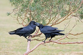 Common common raven