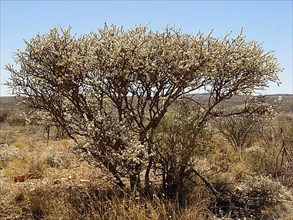 Blackthorn acacia