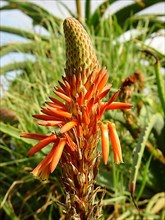 Crane Aloe