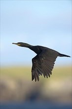 Crow common shags