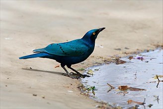 Green-tailed Glossy Starling