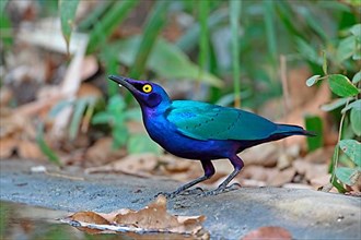 Greater Blue-eared Glossy-starling