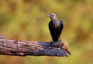 Adult red-winged starling