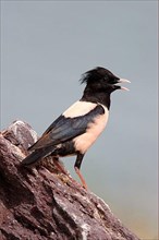 Rosy rosy starling
