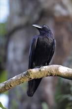 Heinroth's Crow