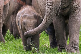Asian elephant calf in a herd eating a branch held by its trunk