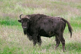 European european bison