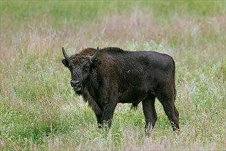 European european bison