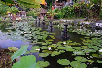 Pond with lotus plants