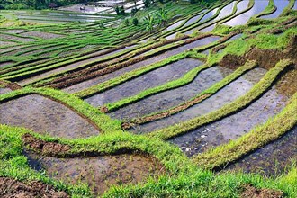 Rice Terraces of Jatiluwih