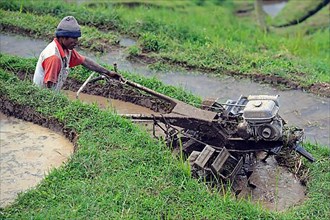 Rice farmer tilling rice field with machine
