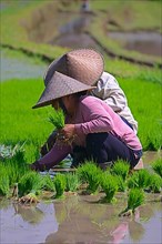 Women sorting rice seedlings