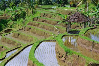 Rice Terraces of Jatiluwih