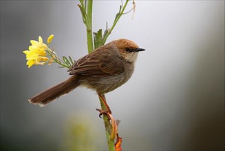 Hunter's Cisticola