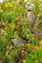 Hunter's Cisticola
