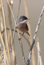 Menetries's Warbler