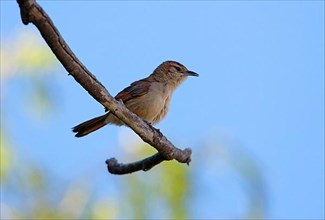 Streak-fronted Thornbird
