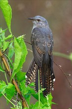 Plaintive Cuckoo