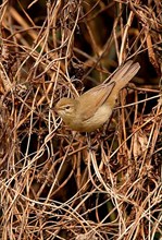 Adult blyth's reed warbler
