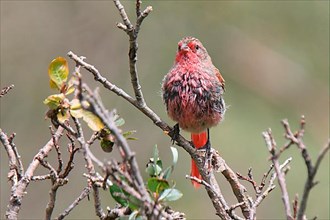 Pink-tailed Bunting