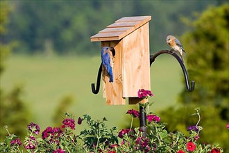 Eastern Bluebird