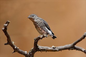 Mountain Bluebird