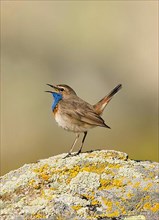 White-throated white-spotted bluethroat