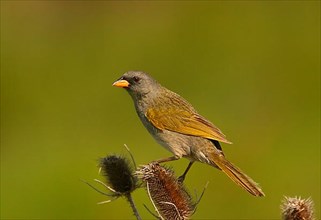 Adult Great Pampa Finch