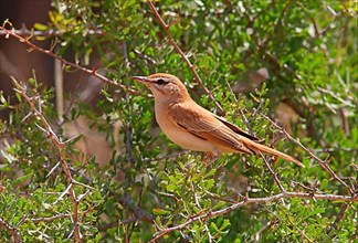 Rufous-tailed Scrub-robin