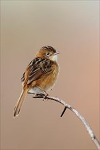 Golden-headed Cisticola