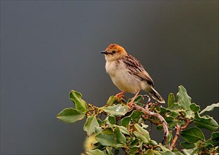 Levaillant's Cisticola