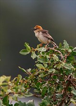 Levaillant's Cisticola