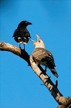 Channel-billed cuckoo