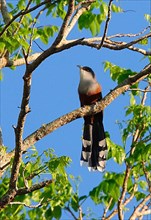 Adult cuckoo