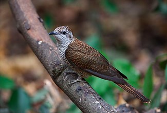 Banded Bay Cuckoo