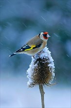 Adult european goldfinch