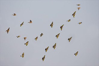 European european goldfinch