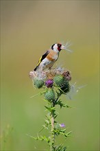 Goldfinch