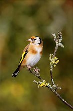 Young european goldfinch