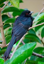 Asian Koel