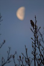 Common nightingale