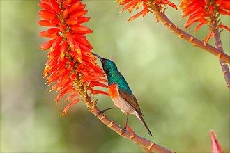 Double-banded Sunbird