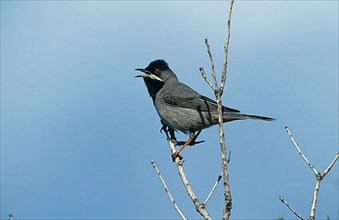 Rueppell's Warbler