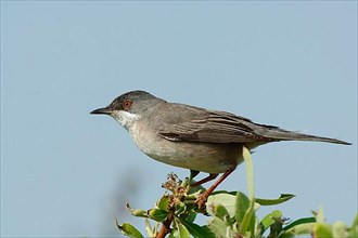 Ruppell's Warbler