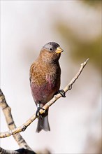 Adult Grey-crowned Rosy Finch
