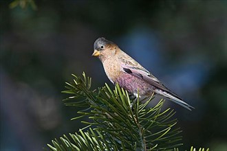 Adult Grey-crowned Rosy Finch