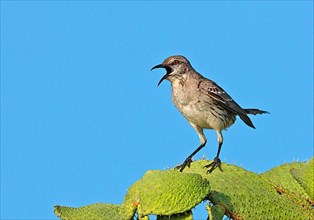 Gundlach Mockingbird