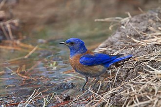 Western Bluebird