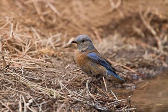 Western Bluebird